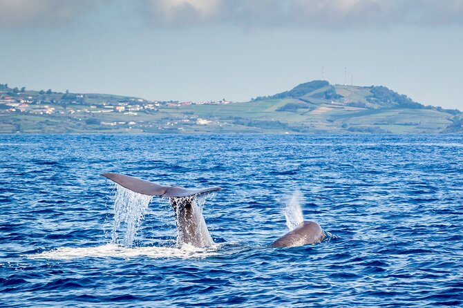 Watching whales and dolphins on Terceira Island - How the land Watchman system improves your odds