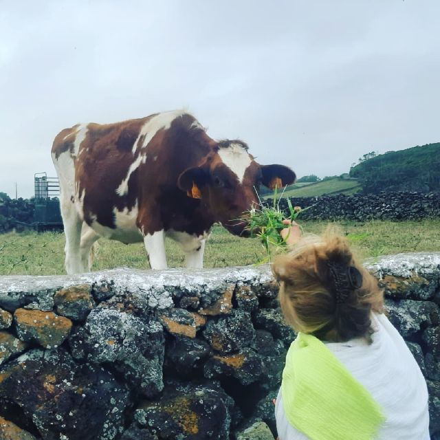 West Coast Van Tour (Half Day) | Terceira Island - Queijo Vaquinha: the first cheese factory and your tasting chance