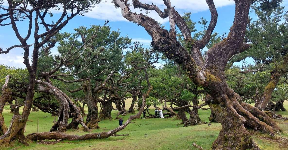 West Madeira:, Laurel Forest, Waterfall, Rock Pools, Walk - Pickup in Funchal and how the day keeps moving