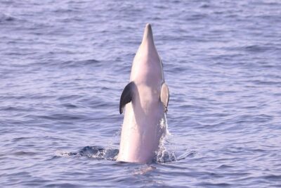 Whale and Dolphin Watching in Calheta, Madeira Island - How the spotting system works (spotter + binoculars + quick response)