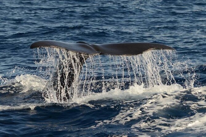 Whale and Dolphin Watching in Pico Island - Half Day - Key Things I’d Bet You’ll Care About
