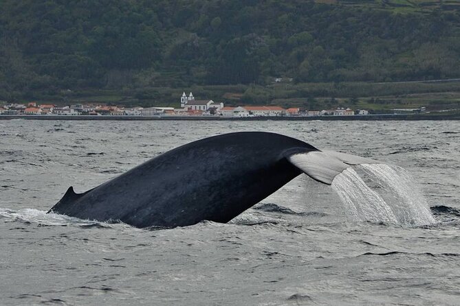 Whale and Dolphin Watching in Pico Island - Half Day - Getting From Aqua Açores to the Water in Lajes do Pico