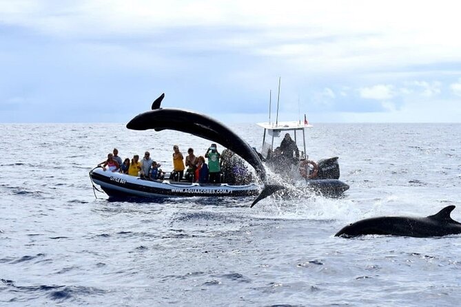 Whale and Dolphin Watching in Pico Island - Half Day - Price and Value: Is $79.85 Worth It in Pico?