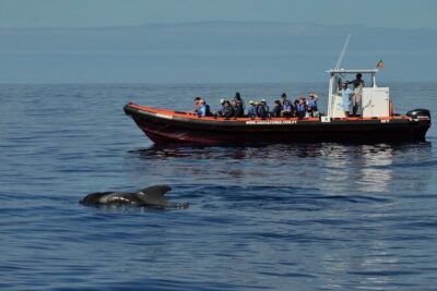 Whale and Dolphin Watching in Pico Island - Half Day - The Pre-Trip Briefing: What You’ll Learn Before Searching Starts