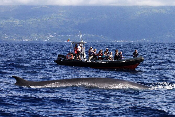 Whale and Dolphin Watching in Pico Island - Half Day - Bottom Line: Should You Book Aqua Acores on Pico?