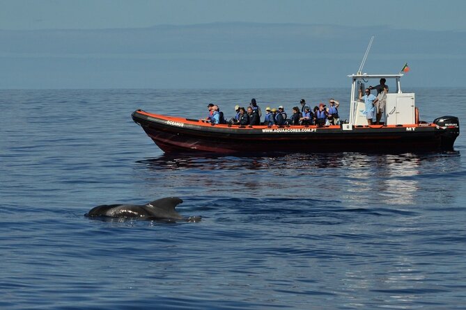 Whale and Dolphin Watching in Pico Island - Half Day - The Pre-Trip Briefing: What You’ll Learn Before Searching Starts