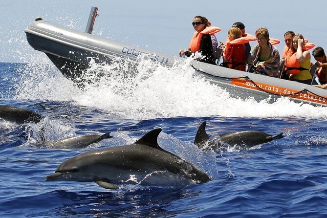 Whale and Dolphin Watching Tour from Funchal - Key highlights at a glance