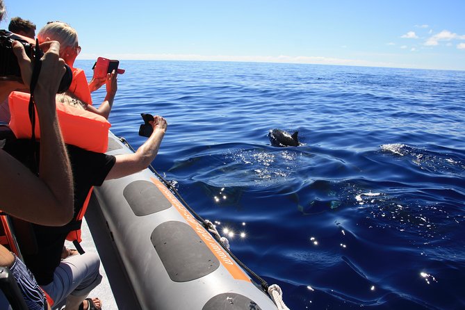 Whale and Dolphin Watching Tour from Funchal - Marine biologists brief you before you hit Madeira’s waters