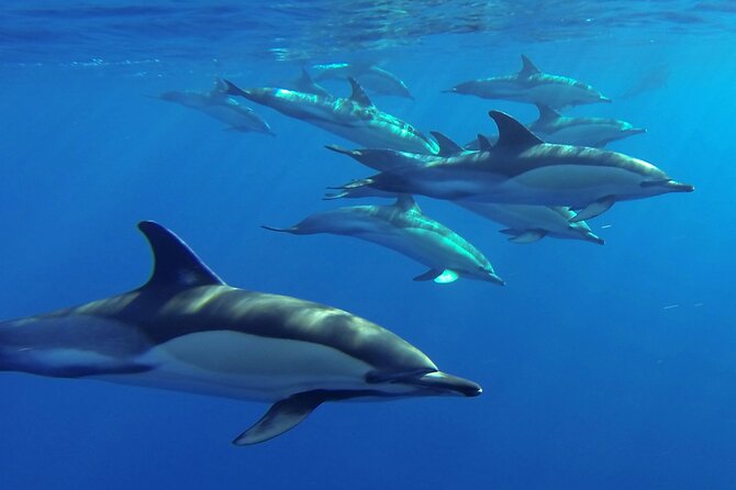 Whale and Dolphin Watching Tour from Funchal - What you might actually spot offshore: dolphins, whales, turtles