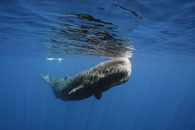 Whale and Dolphin Watching Tour from Funchal - Snorkelling time (and what to know about the dolphin-swim idea)