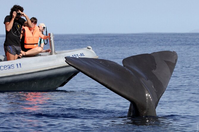 Whale and Dolphin Watching Tour from Funchal - Boat reality check: small craft, motion, and comfort tips