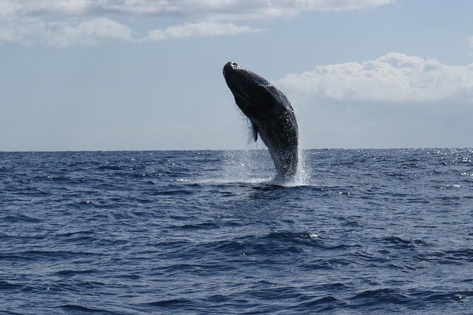Whale and Dolphin Watching Tour from Funchal - Price and value: what $58.07 buys you in practice