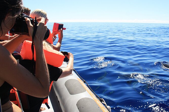 Whale and Dolphin Watching Tour from Funchal - English narration and group size that stays manageable