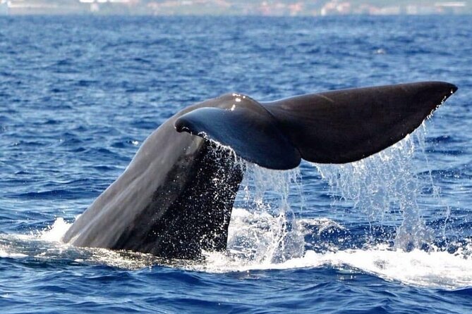 Whale and Dolphin Watching Tour from Funchal - Leaving Funchal: where the trip starts on Madeira