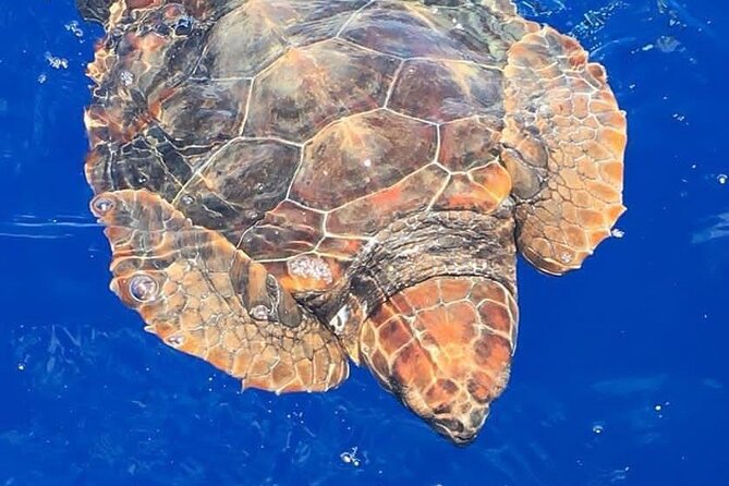 Whale & Dolphin Watching in Madeira - Key Highlights Worth Booking For