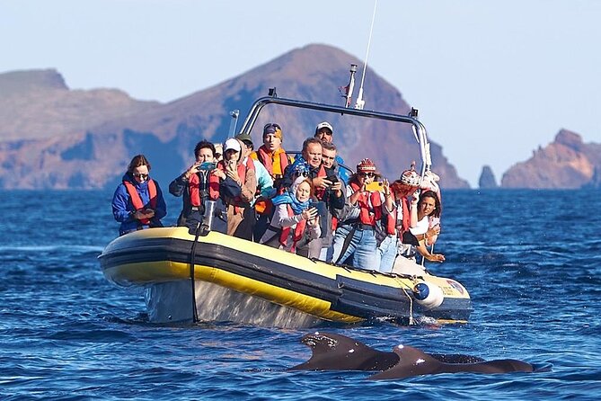 Whale & Dolphin Watching in Madeira - Where You Start in Caniçal (and Why That Matters)