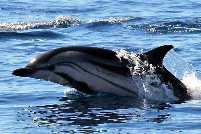 Whale & Dolphin Watching in Madeira - Stop 1: Ponta de São Lourenço Nature Reserve Views From the Sea