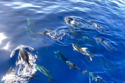 Whale & Dolphin Watching in Madeira - The 2-Hour Boat Ride: What the Timing Really Feels Like