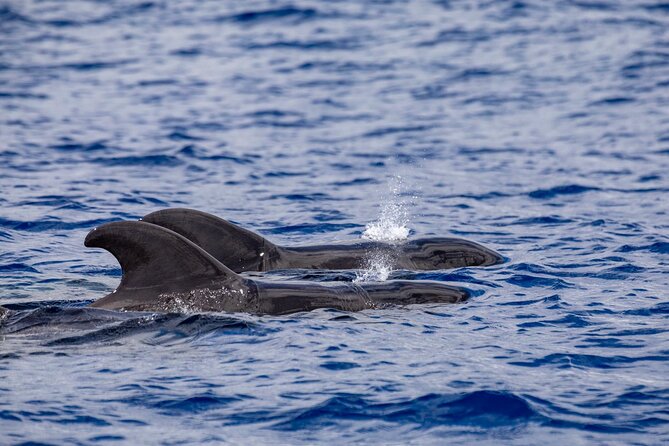 Whale & Dolphin Watching in Madeira - Stop 2: Prainha do Canical and the Chance to Swim at Cais do Sardinha