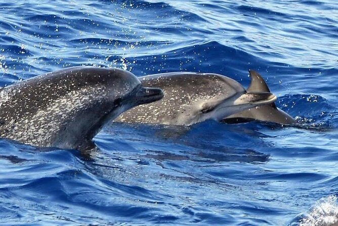 Whale & Dolphin Watching in Madeira - What to Bring (So the Weather Doesn’t Decide Your Mood)