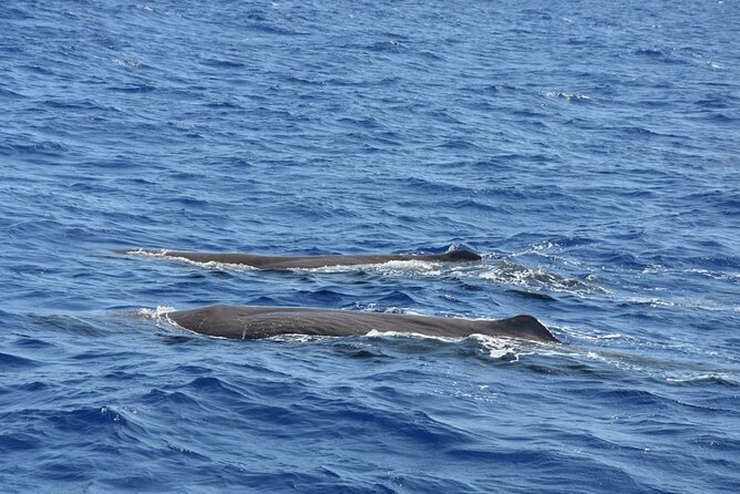 Whale Watching Activity in North Coast - Key highlights worth your attention