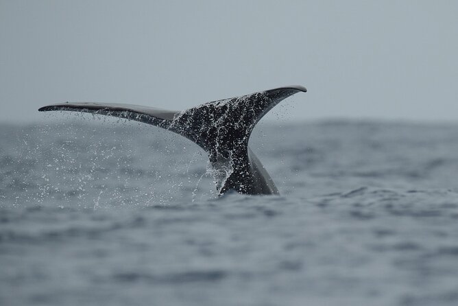 Whale Watching Activity in North Coast - Rabo de Peixe at 8:30: where the adventure starts