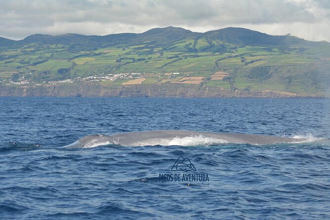 Whale Watching Activity in North Coast - Spotter orders and the whale guarantee: how the trip stays focused