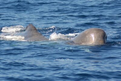 Whale Watching Activity in North Coast - Semi-rigid boat time: up close, but be ready for motion