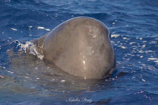 Whale Watching Activity in North Coast - What happens during the sailing: scanning for giants without losing the fun