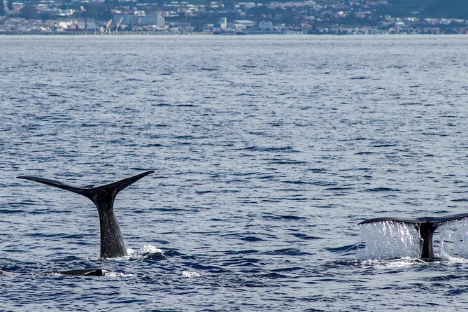 Whale Watching Activity in North Coast - Marine life beyond whales: dolphins happen, but don’t steer the day