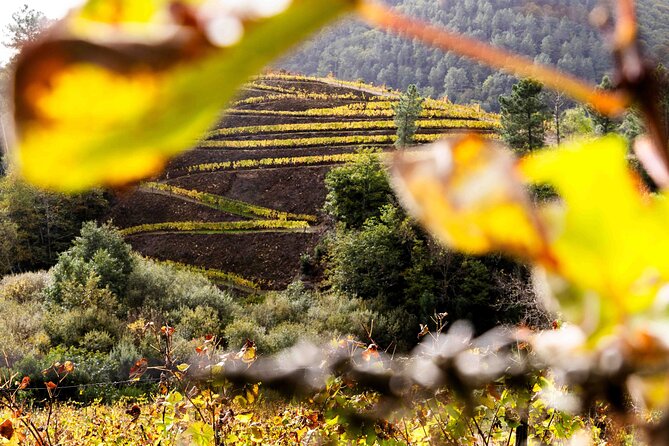 Wine and Scenic Beauty in Douro Valley - Porto to the Douro: the N222 scenic drive that sets the mood