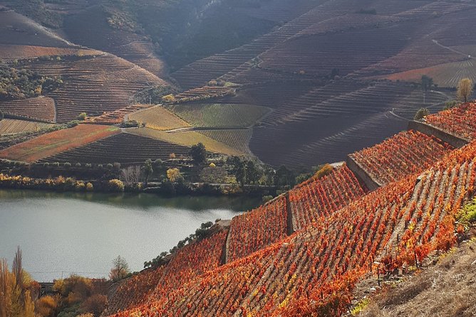Wine experience with a sommelier - Lunch at a Quinta: goatling and food you can actually use