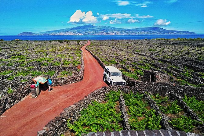 Wine & Food Tour - Trilha de Vinhas and Lajido da Criação Velha: UNESCO vineyards on your feet