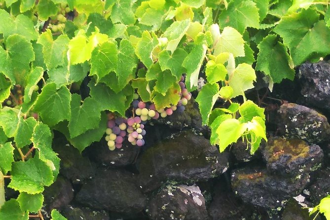 Wine & Food Tour - FAQ