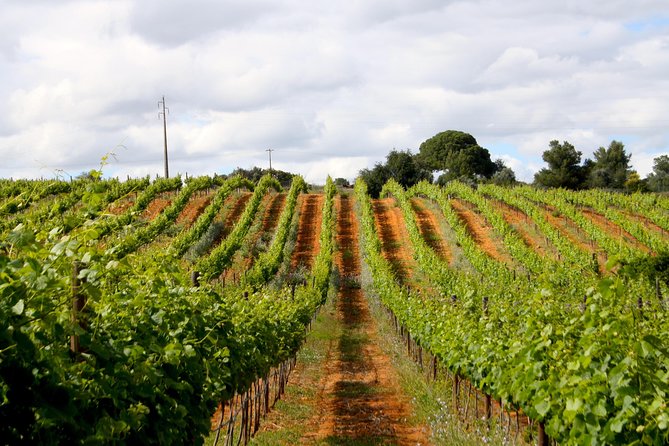 Wine Tasting and Art Tour - Price and value: $43.25 for 90 minutes