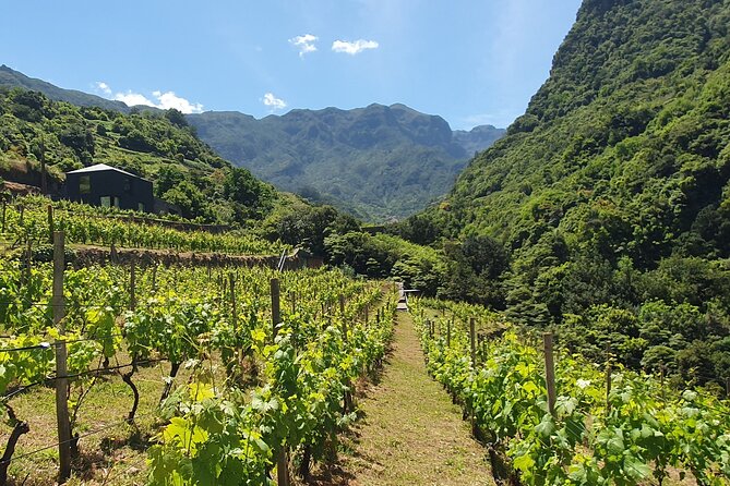 Wine Tasting Experience in Boaventura, Madeira North Coast - Price and value: is $54.06 for 90 minutes fair?