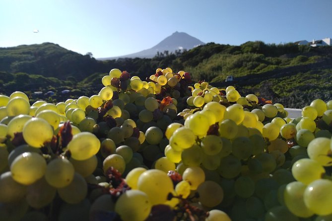 Wine Tour - Picowines: Tastings in a Real Producer Setting