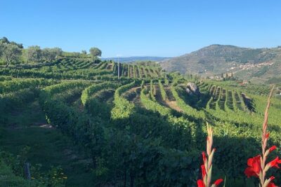Winery Tour and Wine Tasting Quinta da Portela de Baixo in Lamego - What You Taste: 6 Wines from Douro Sparkling to Port