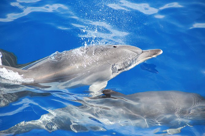 Wines Tasting Experience and Skywalk with Dolphin Watching - The dolphin and whale cruise at 3:00 pm: exciting, but watch the expectations